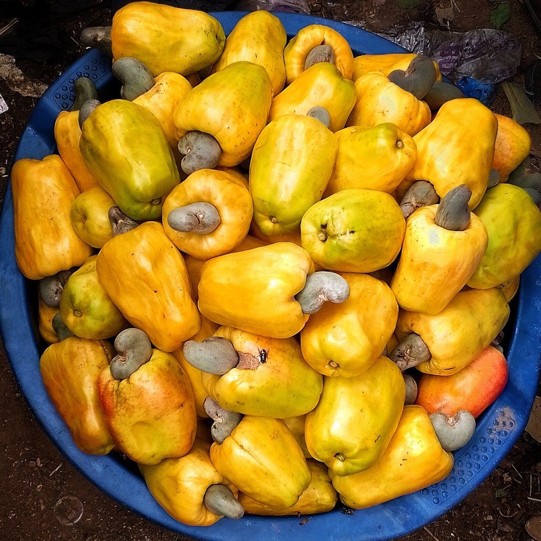 Cashew apples and nuts collected in a bowl.
