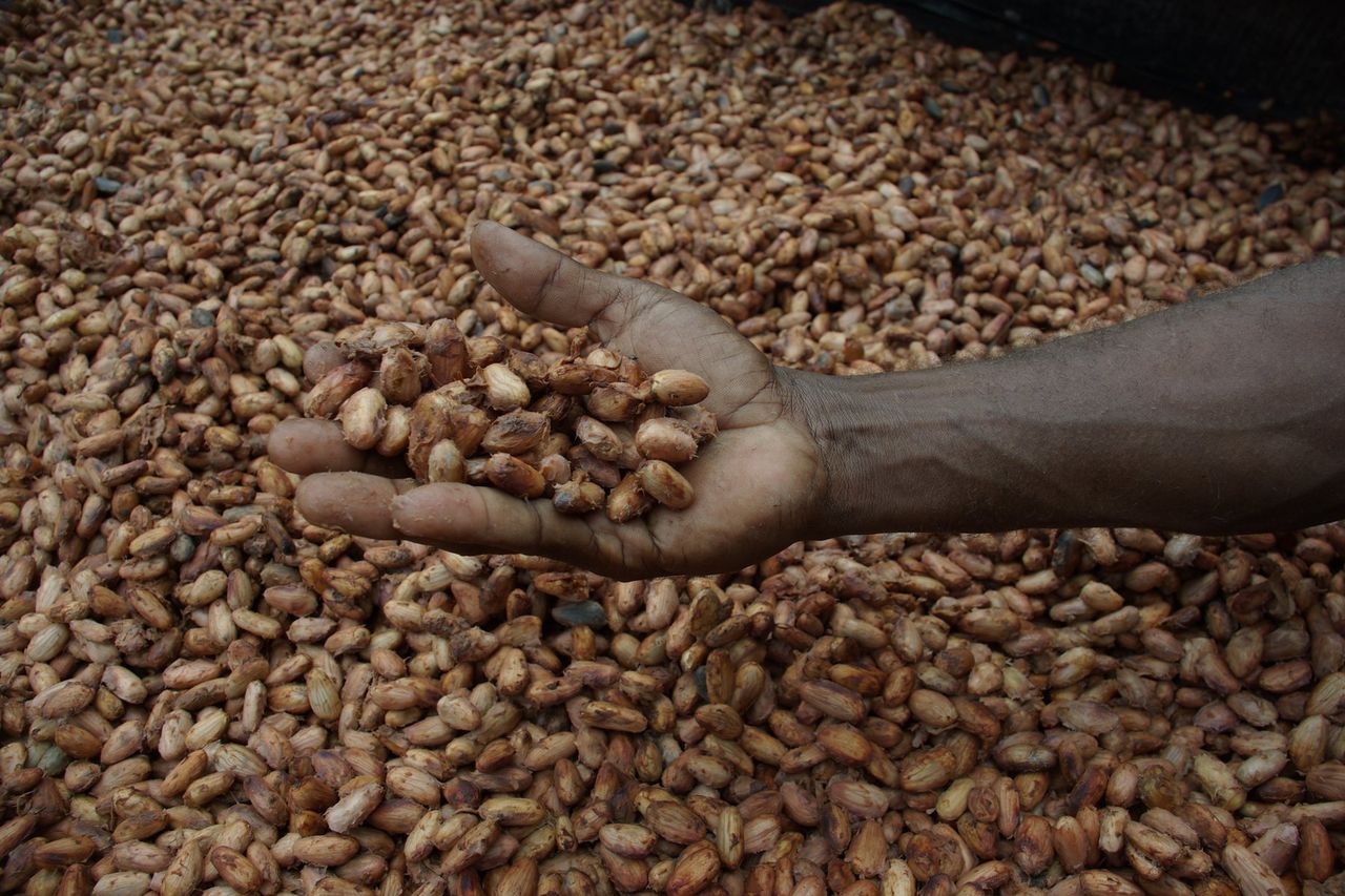 Cocoa beans sun-drying on a raised bed.