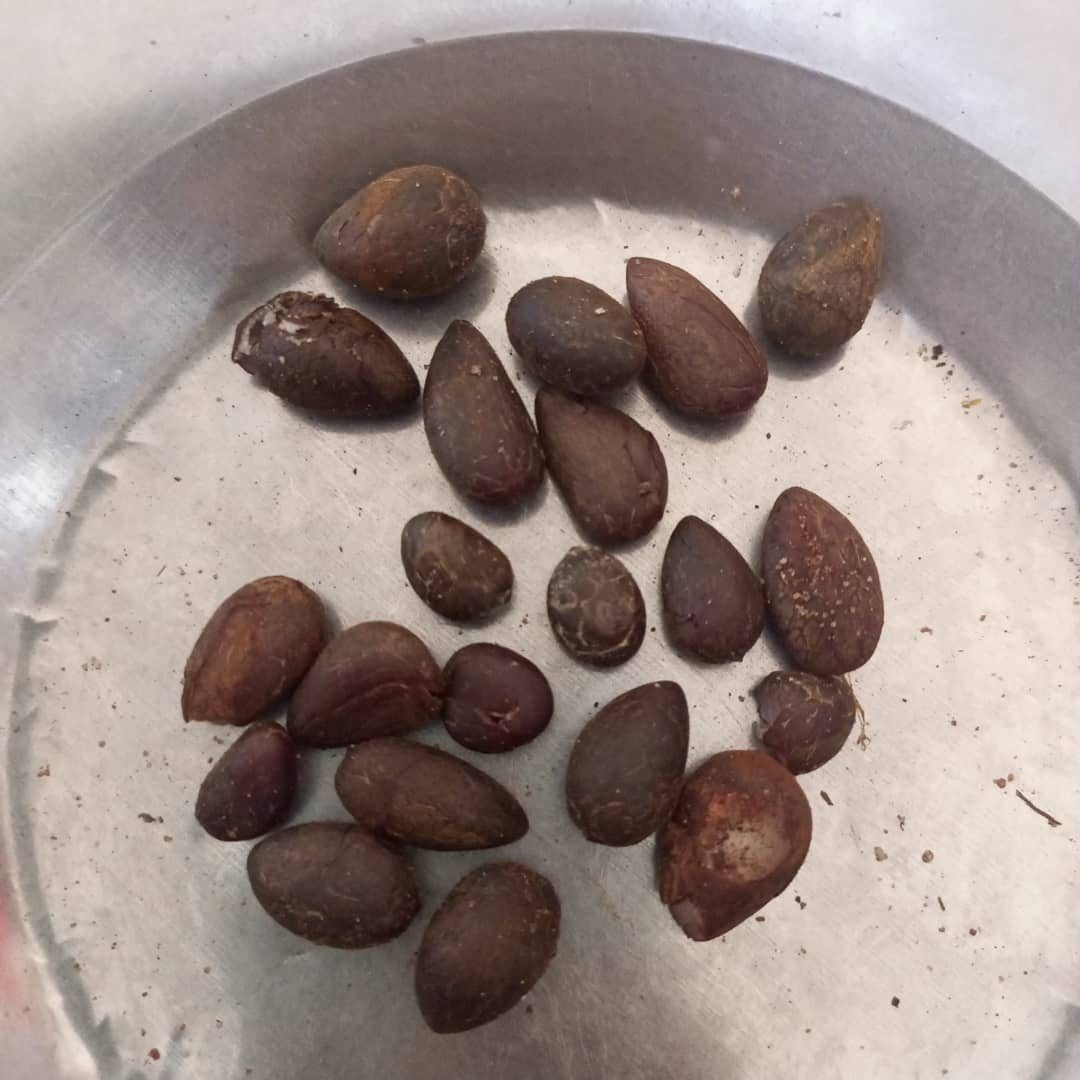 Palm kernels in a shallow bowl.