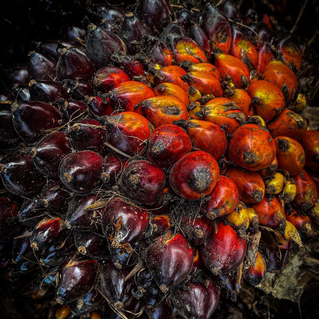 A ripe oil palm fruit bunch.