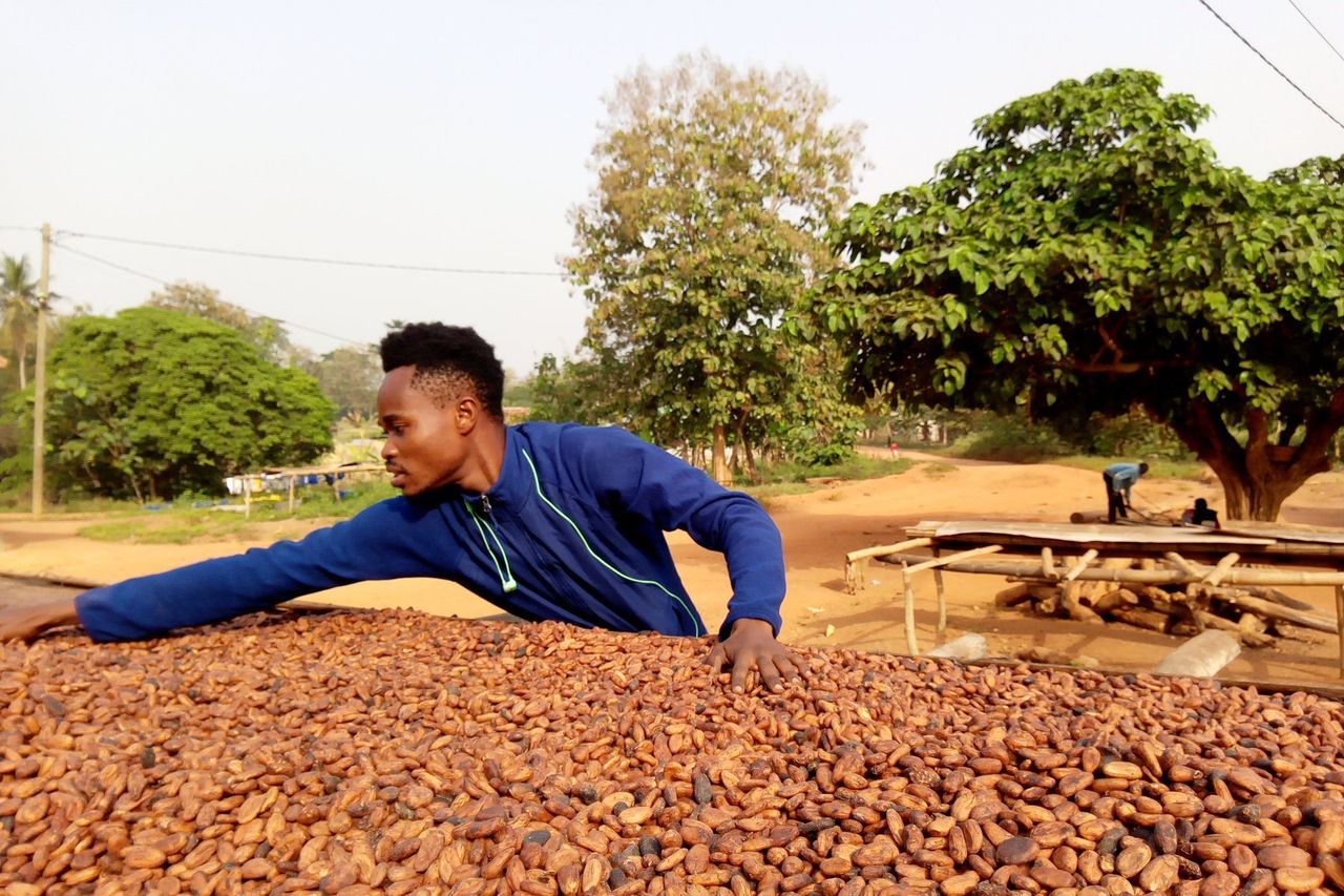 A worker spreading cocoa beans across a drying floor.